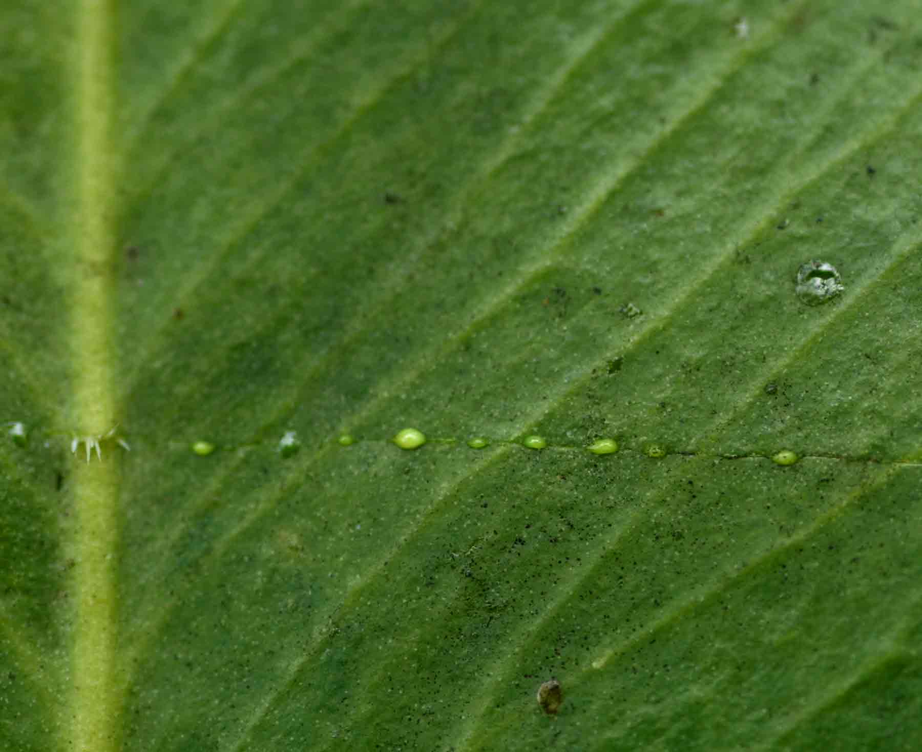 Garcinia buchananii Garcinia buchananii