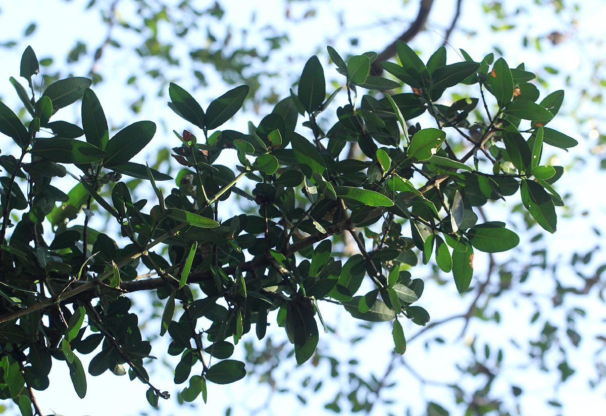 Garcinia livingstonei Garcinia livingstonei