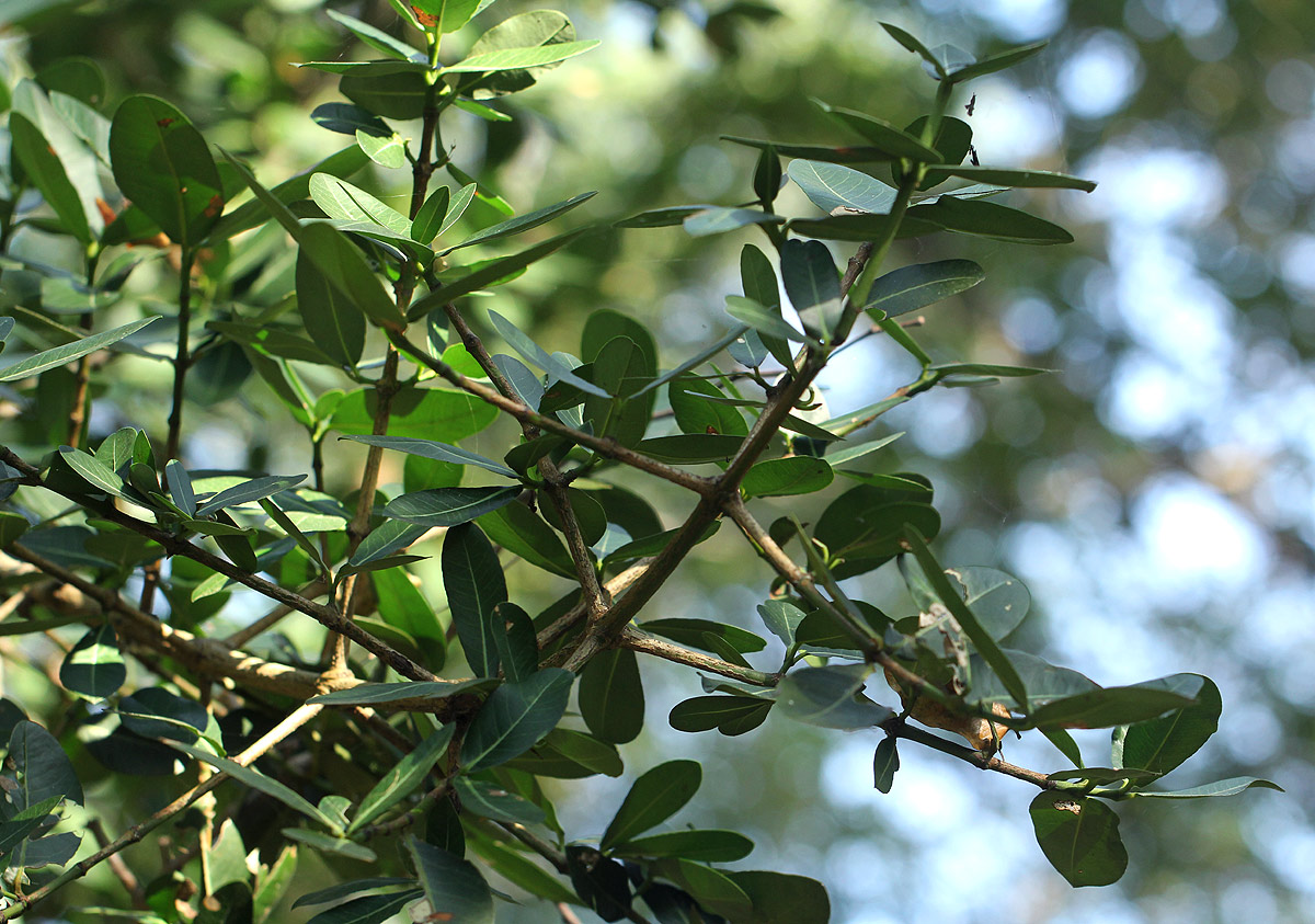 Garcinia livingstonei Garcinia livingstonei