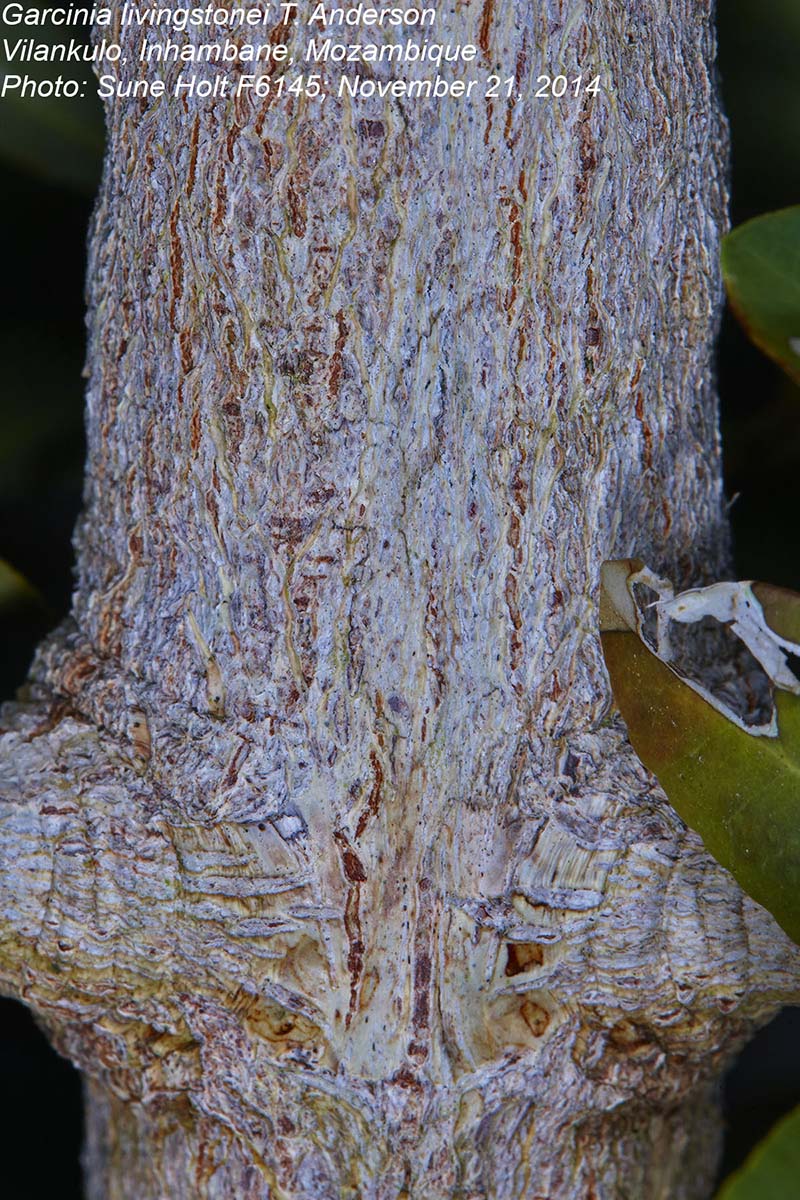 Garcinia livingstonei