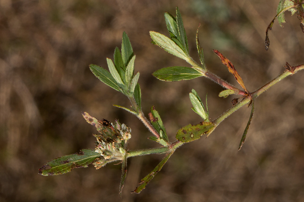 Bergia decumbens Bergia decumbens