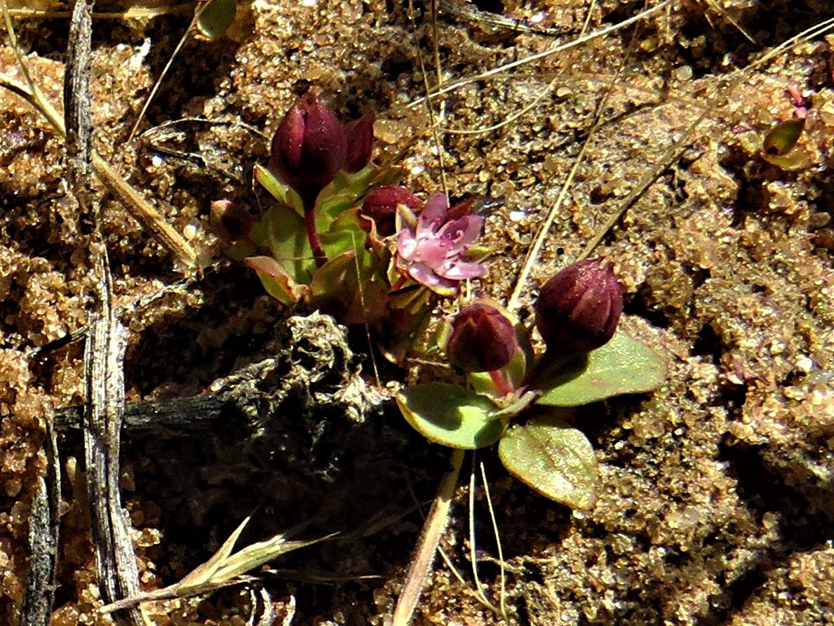 Bergia polyantha Bergia polyantha