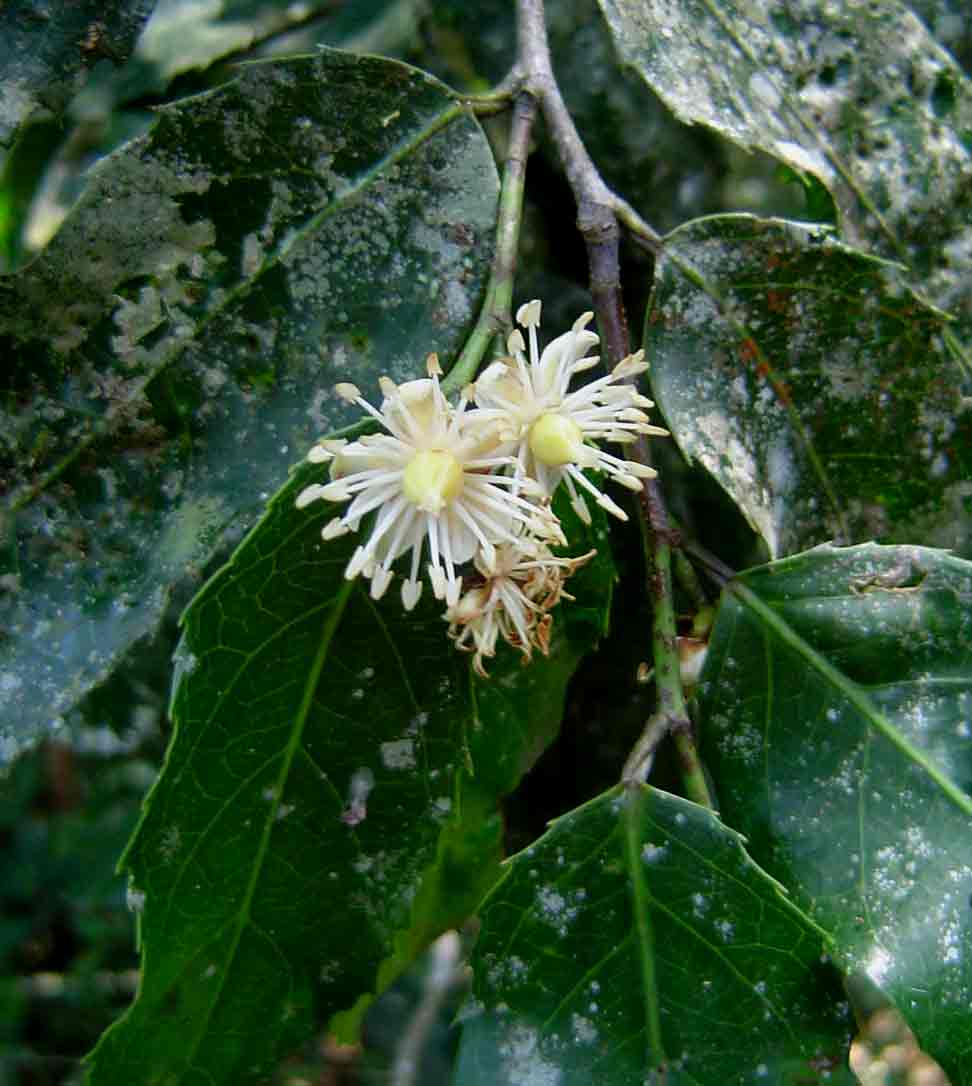 Rawsonia lucida Rawsonia lucida