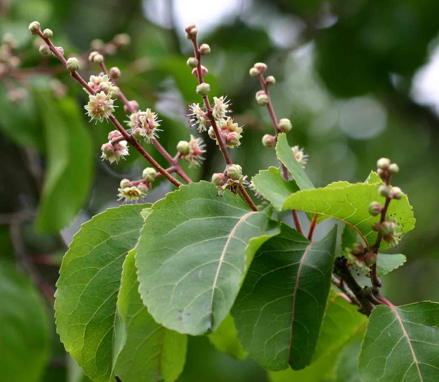 Homalium abdessammadii