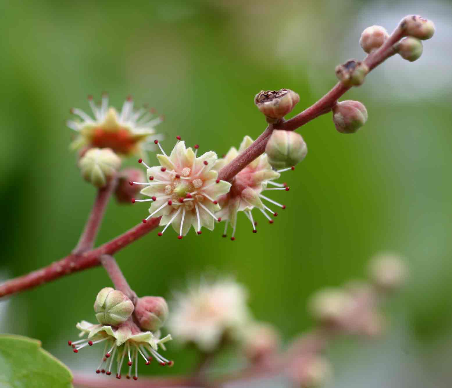 Homalium abdessammadii