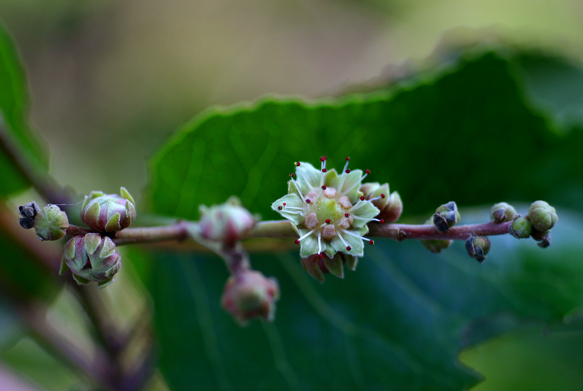 Homalium abdessammadii