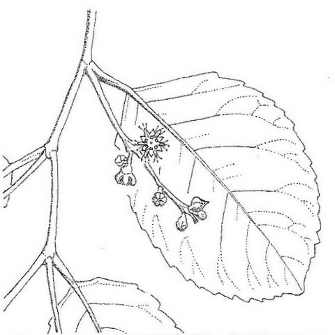 Homalium abdessammadii