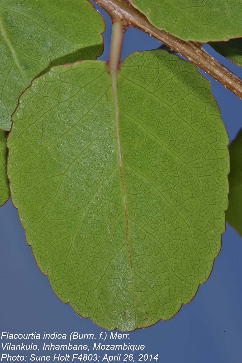 Flacourtia indica Flacourtia indica