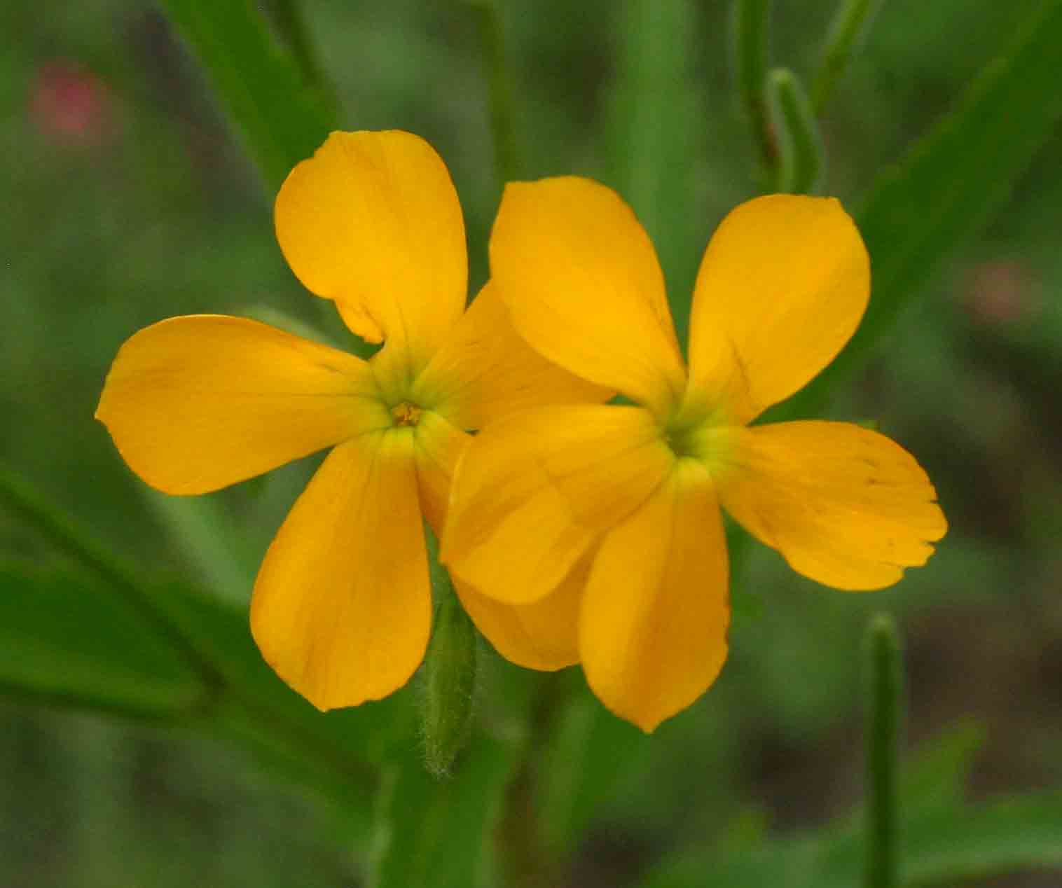 Tricliceras glanduliferum