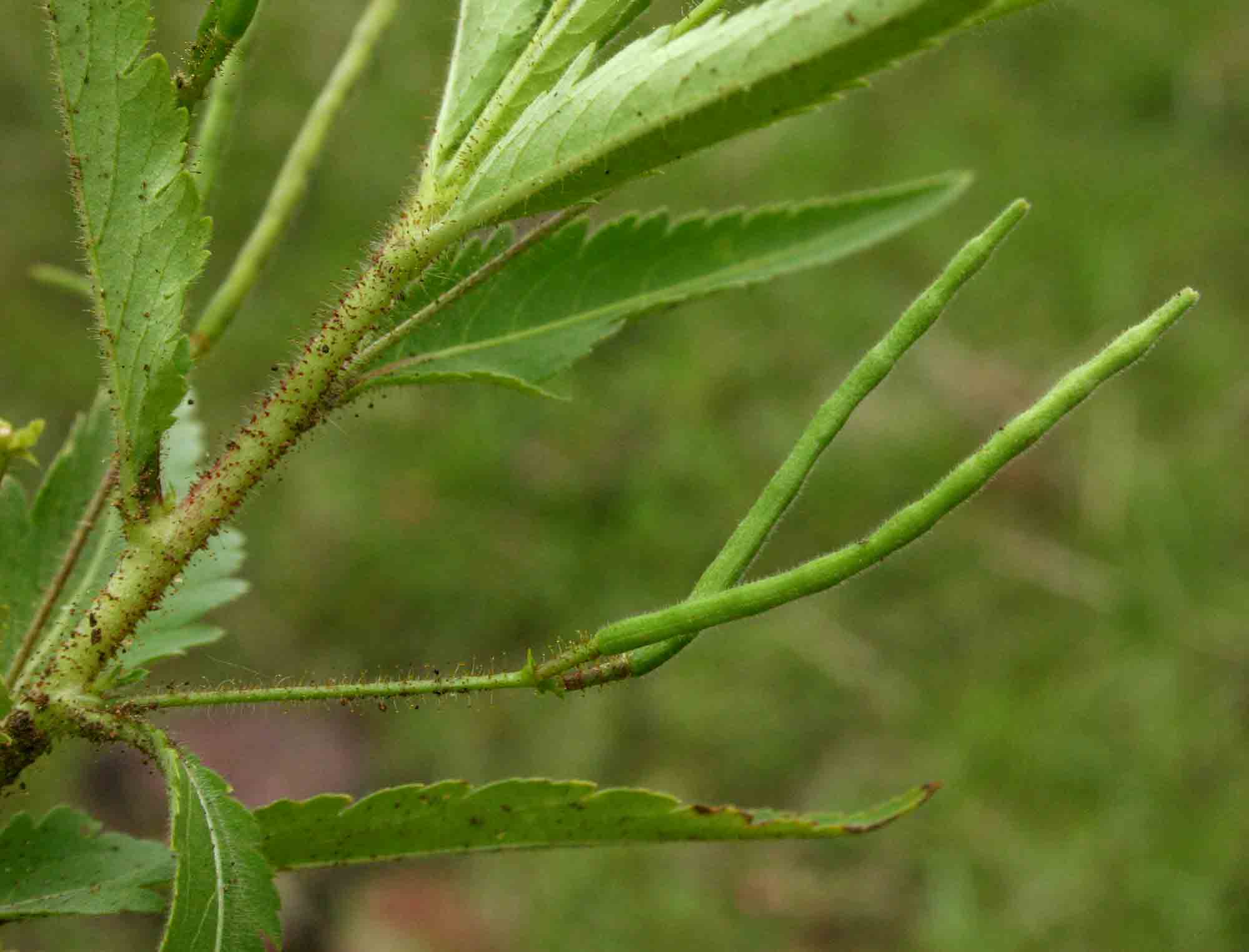 Tricliceras glanduliferum