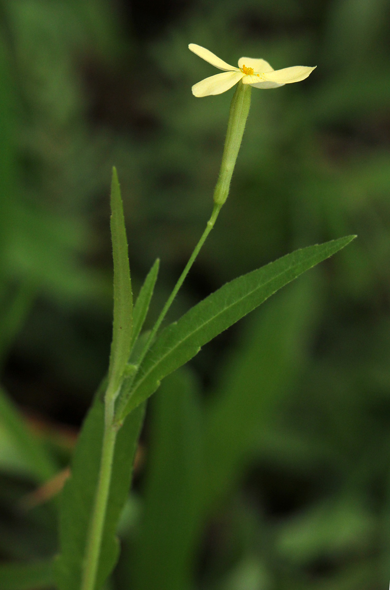 Tricliceras lobatum Tricliceras lobatum