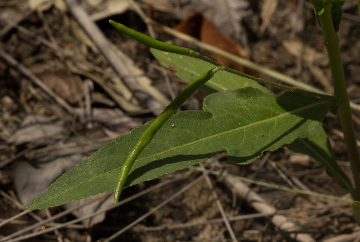 Tricliceras lobatum