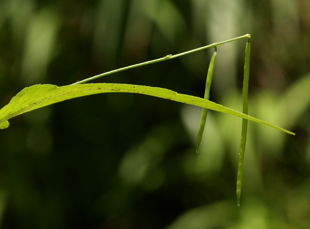 Tricliceras lobatum