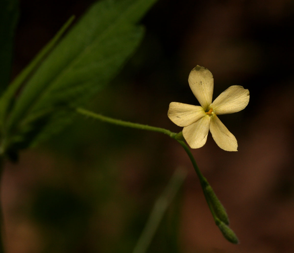 Tricliceras lobatum