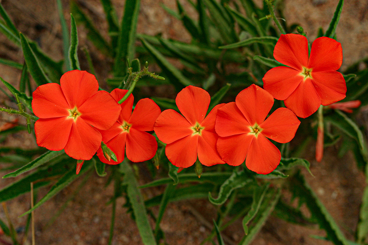 Tricliceras longepedunculatum var. longepedunculatum Tricliceras longepedunculatum var. longepedunculatum