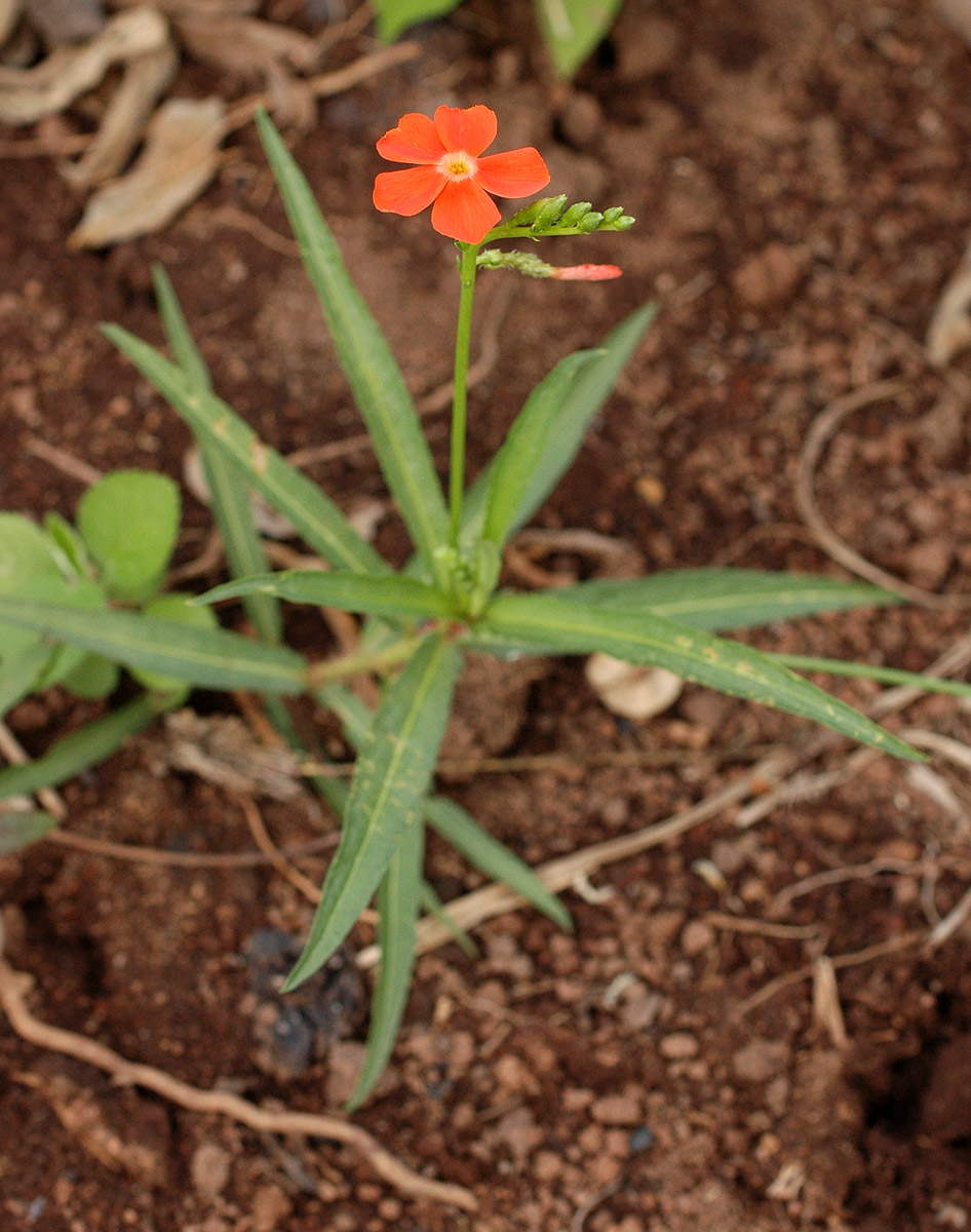 Tricliceras longepedunculatum var. longepedunculatum Tricliceras longepedunculatum var. longepedunculatum