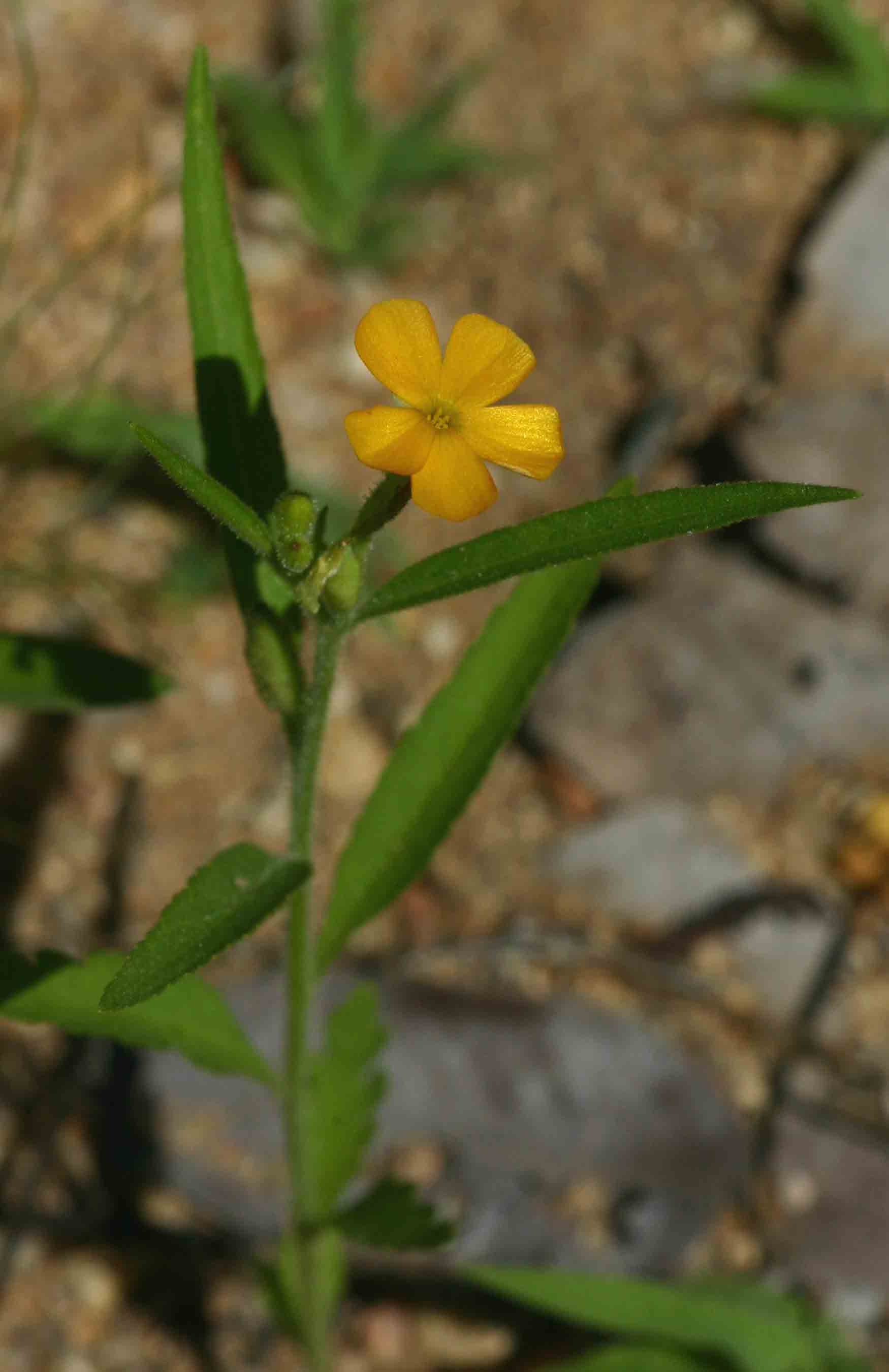 Streptopetalum serratum