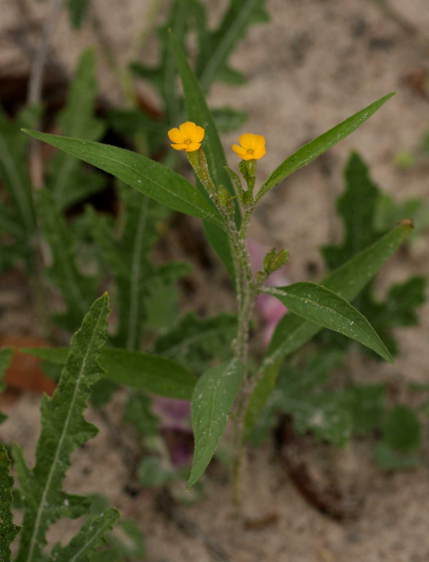 Streptopetalum serratum