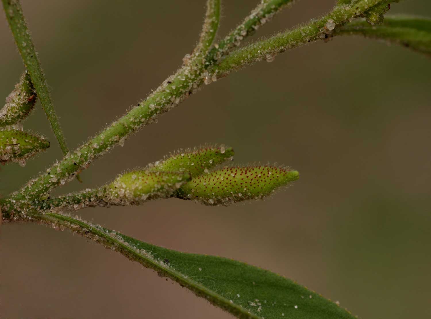 Streptopetalum serratum
