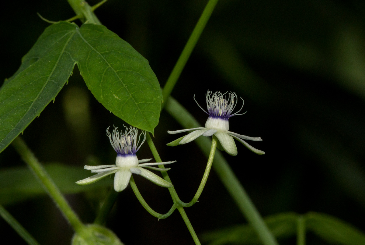 Basananthe hanningtoniana Basananthe hanningtoniana