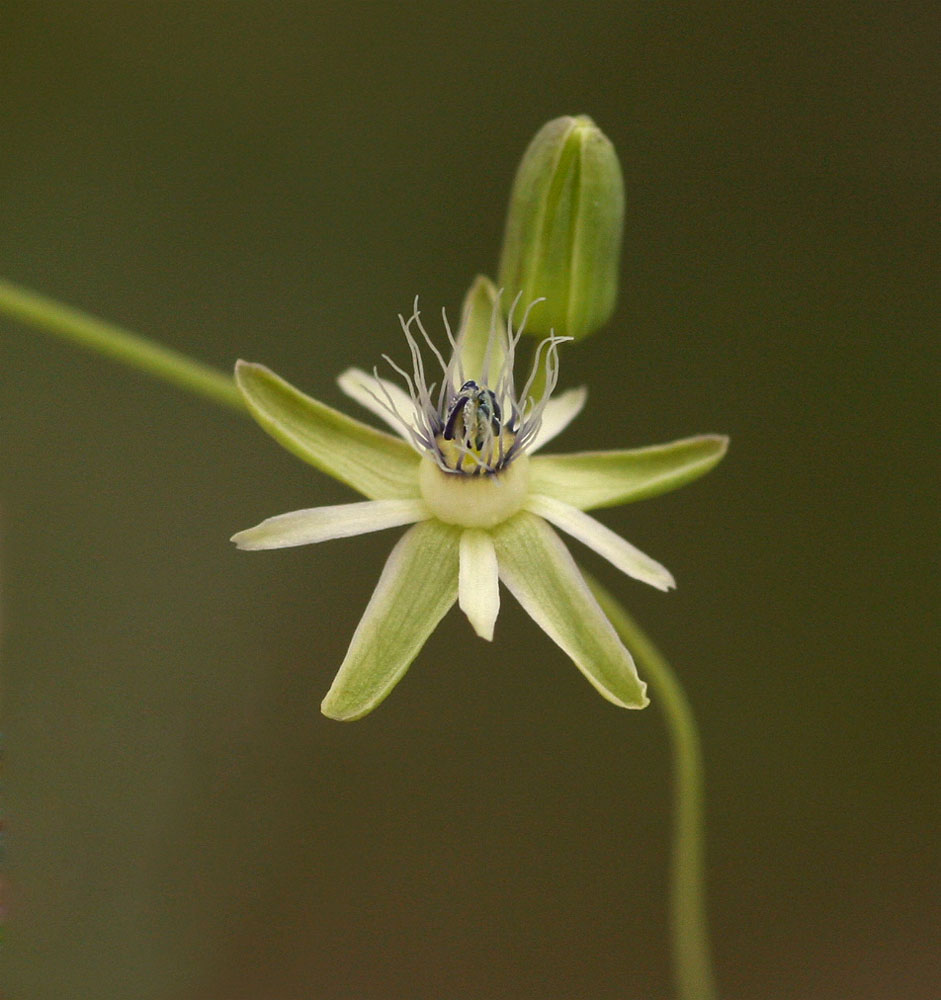 Basananthe hanningtoniana