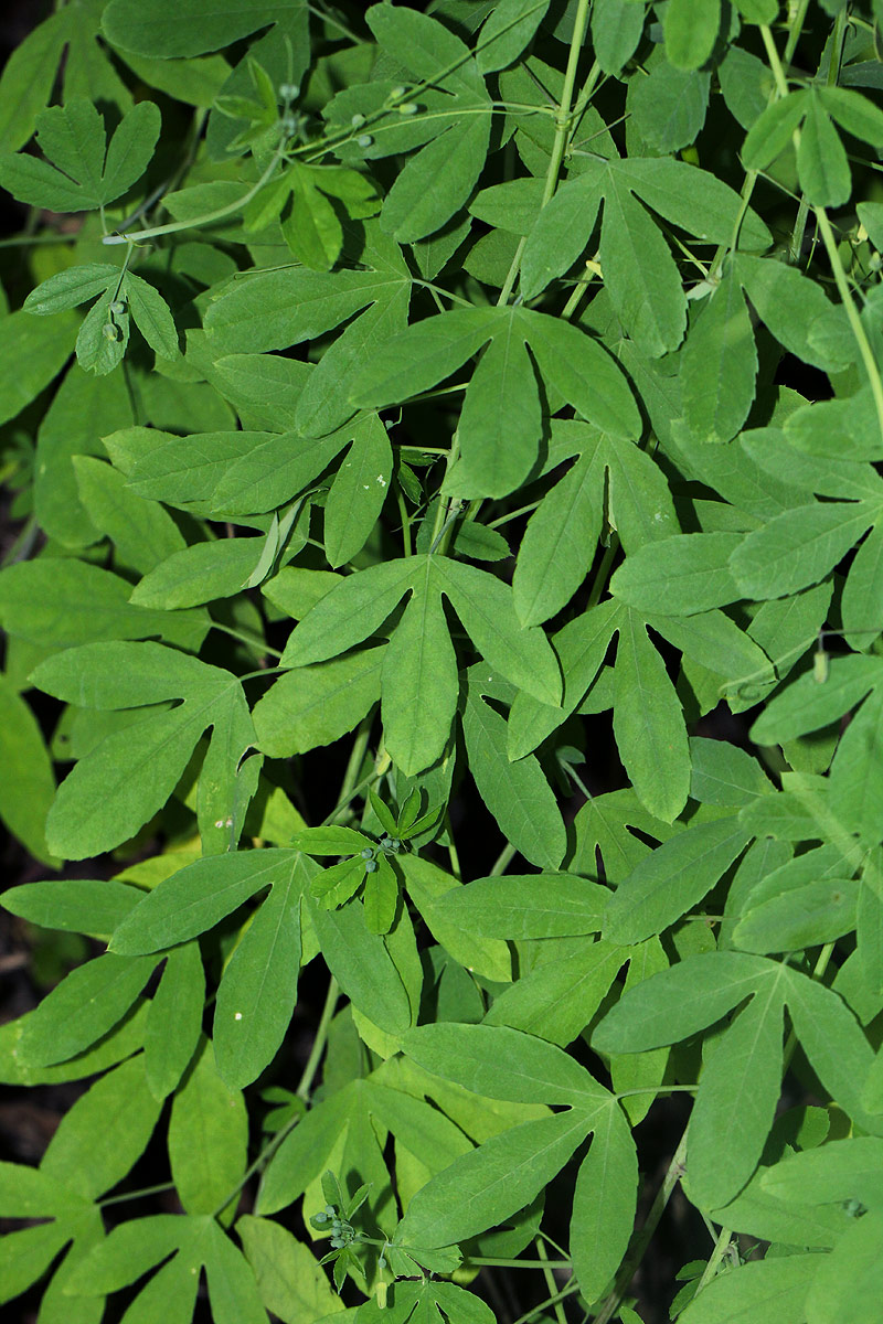 Basananthe hanningtoniana