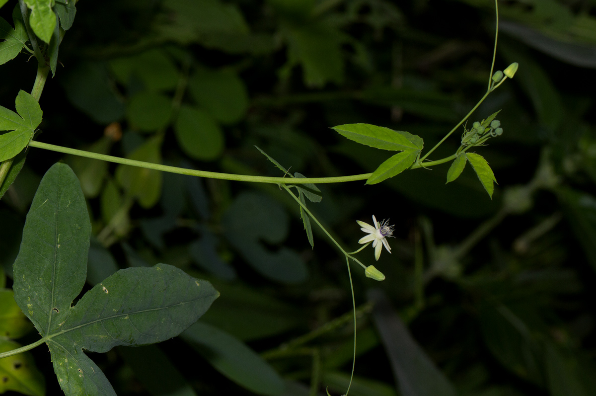 Basananthe hanningtoniana