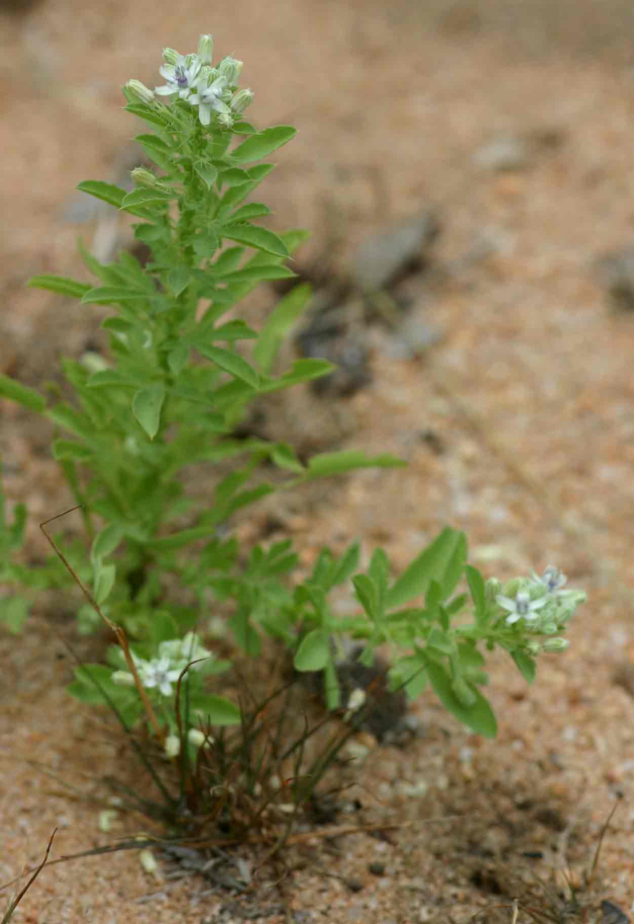 Basananthe pedata Basananthe pedata