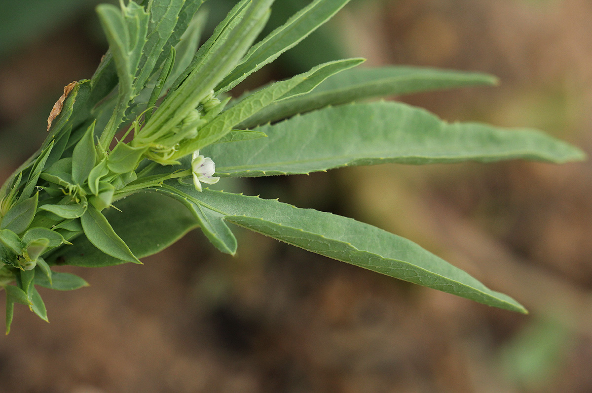 Basananthe pedata Basananthe pedata