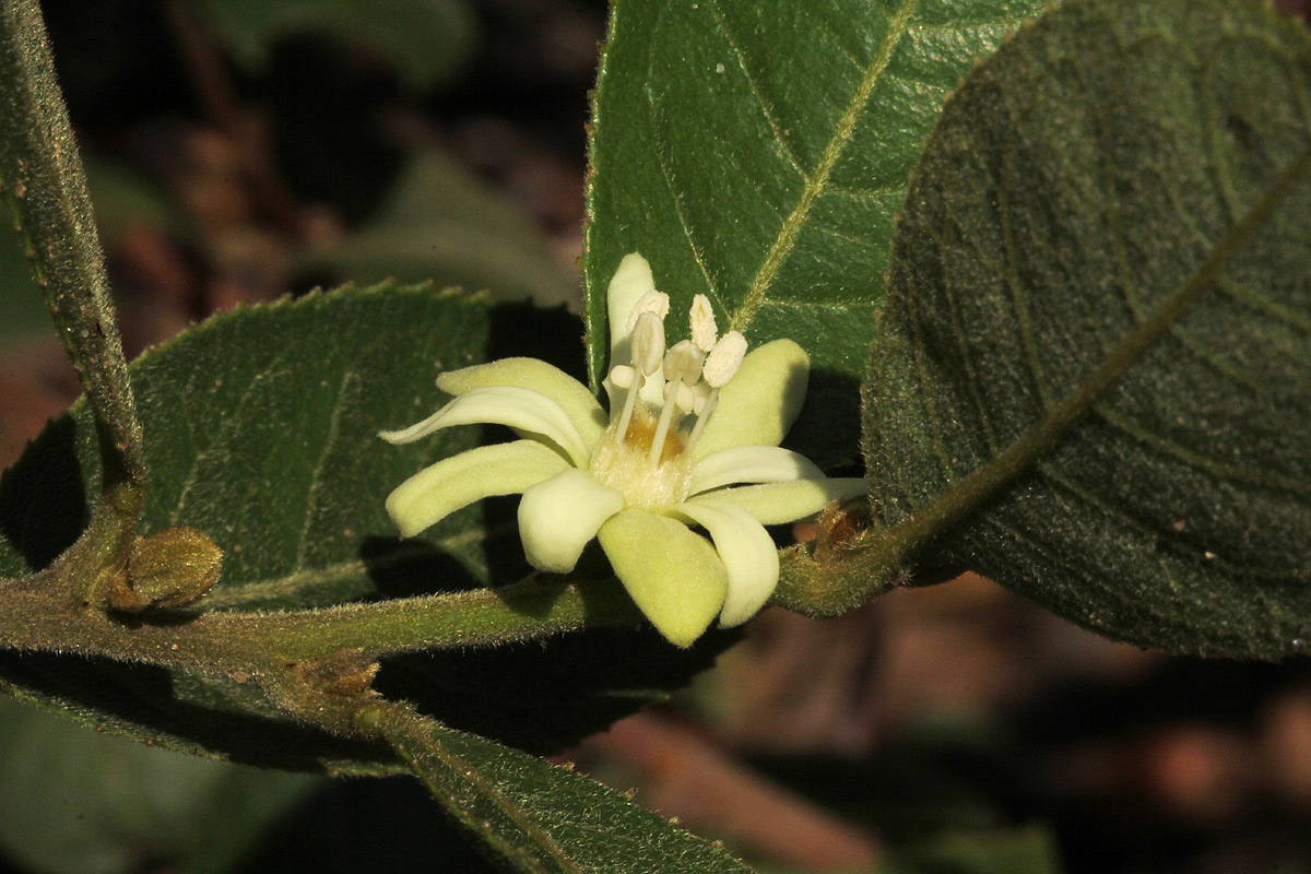 Paropsia brazzeana Paropsia brazzeana