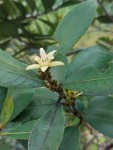 Paropsia brazzeana