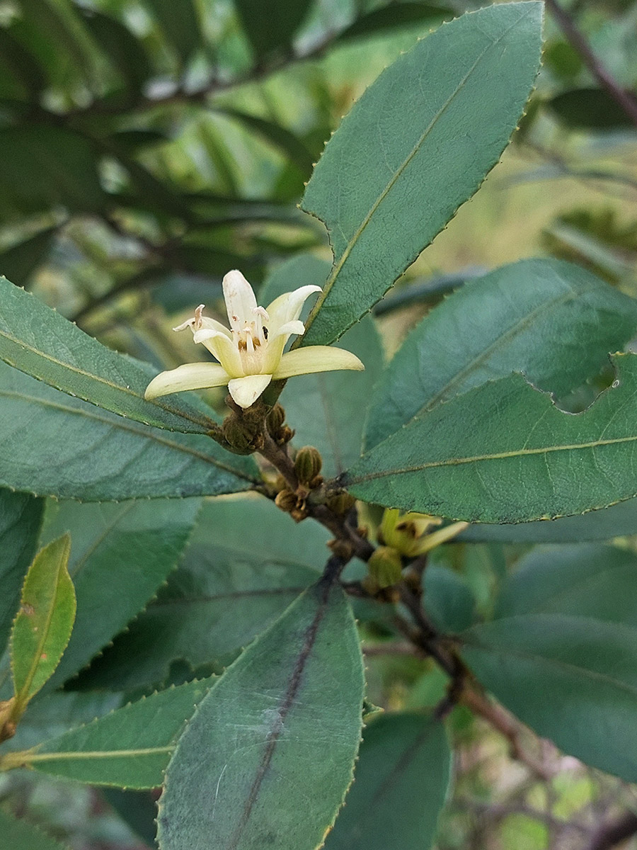 Paropsia brazzeana Paropsia brazzeana