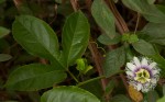 Passiflora edulis