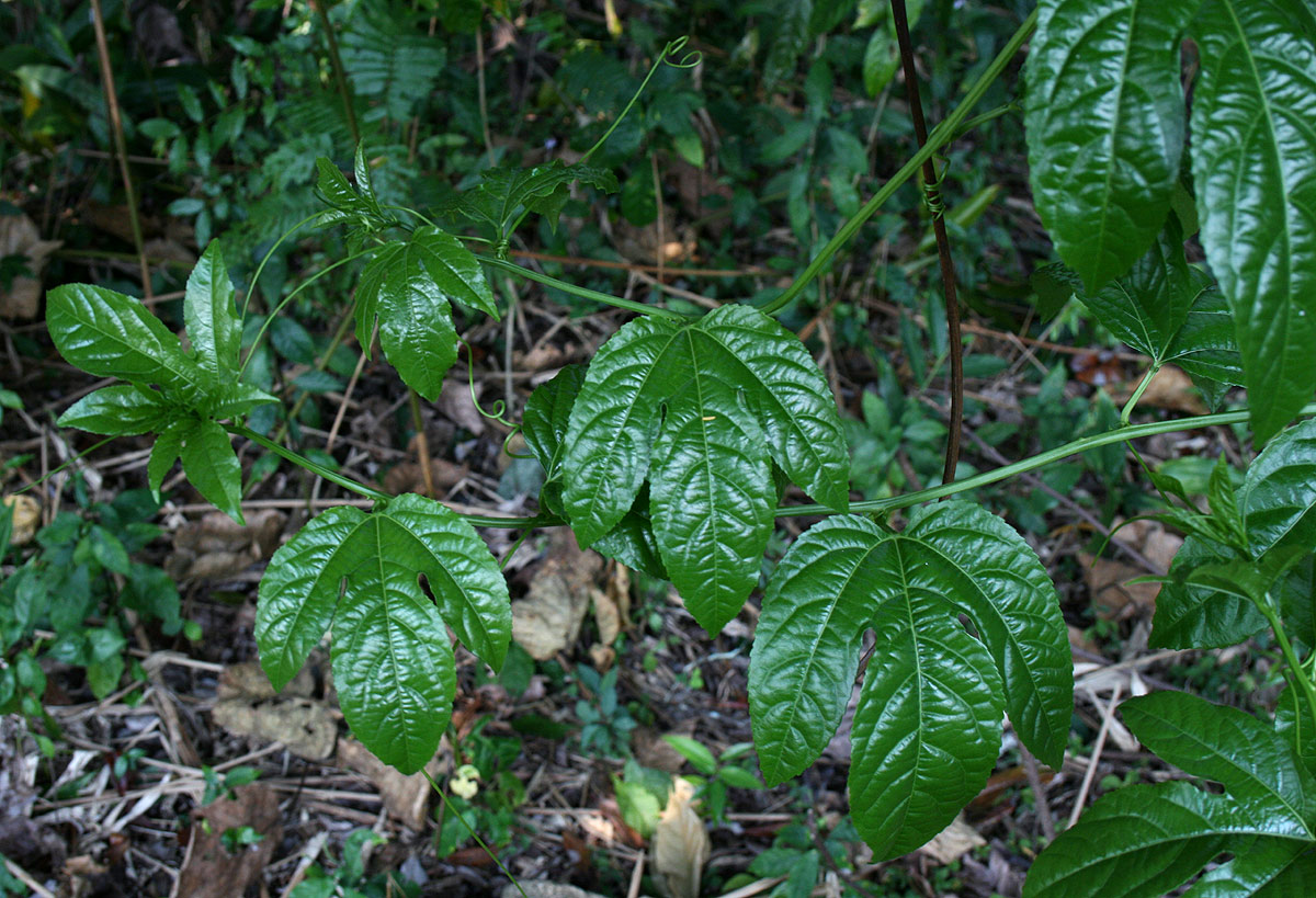 Passiflora edulis