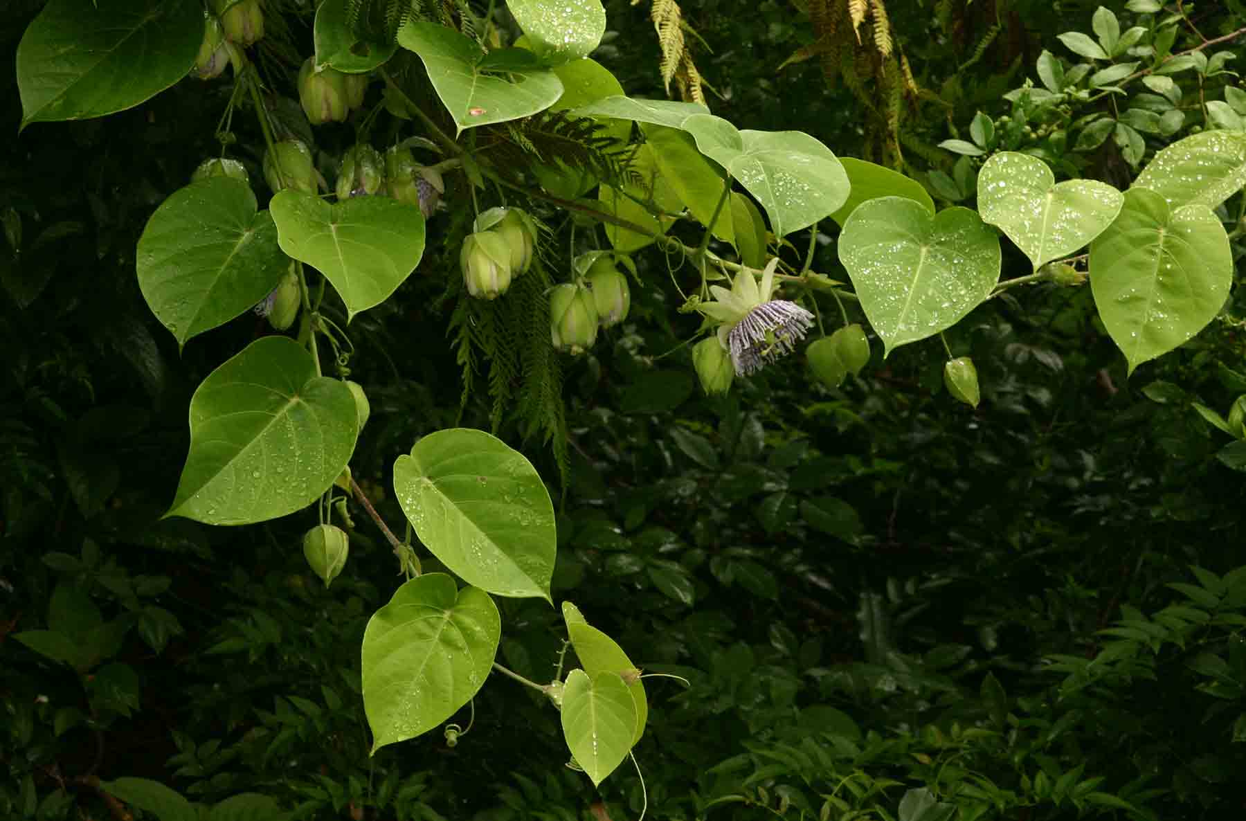 Passiflora ligularis