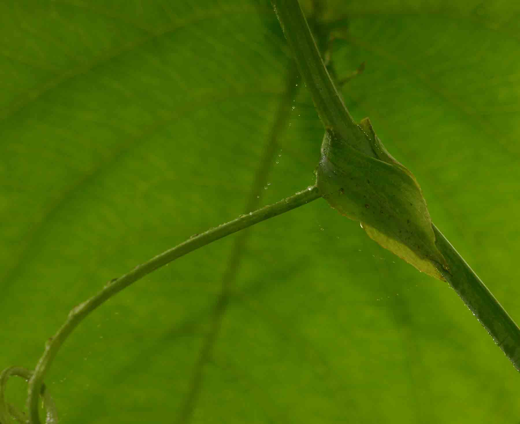 Passiflora ligularis