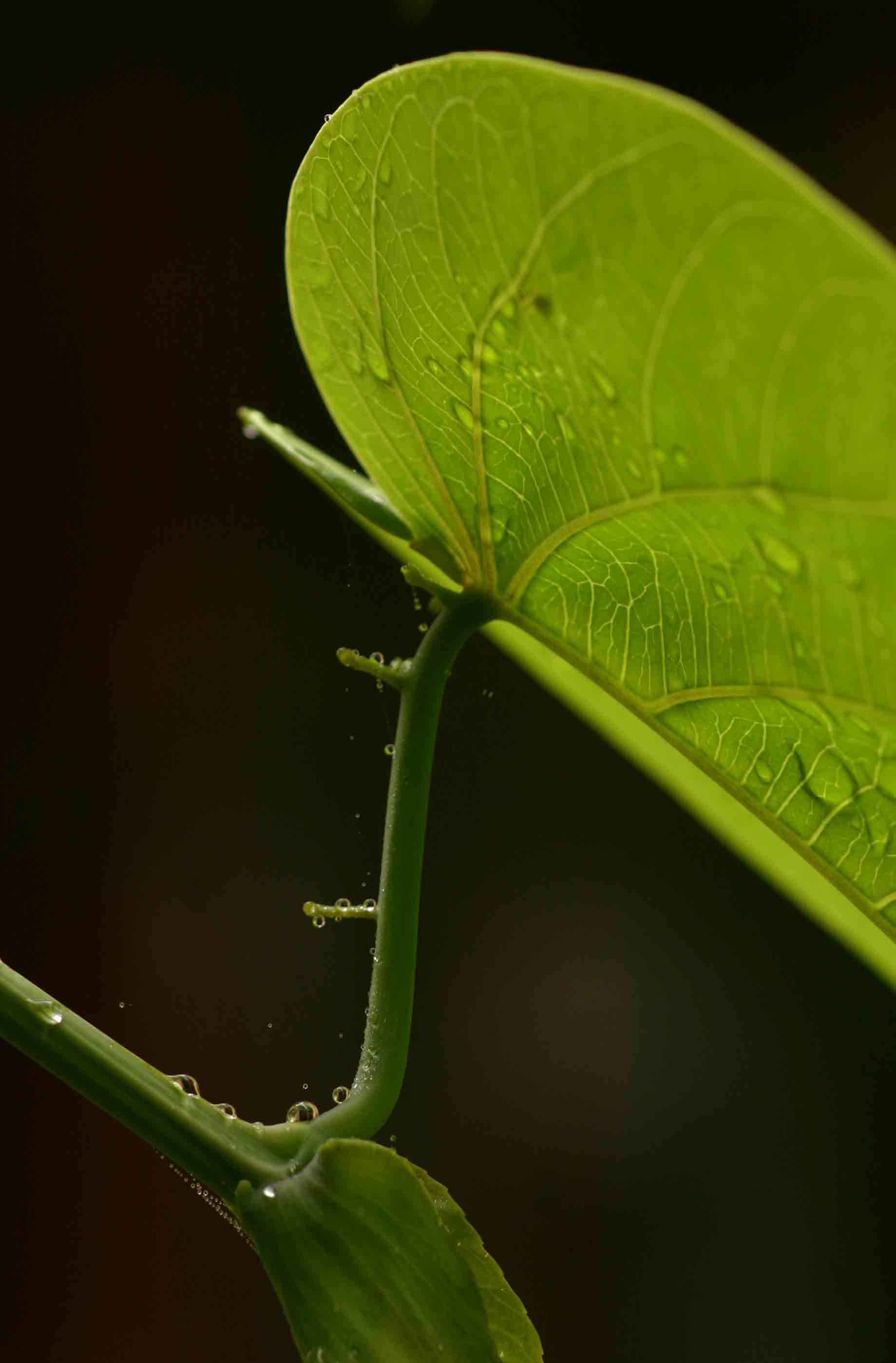 Passiflora ligularis