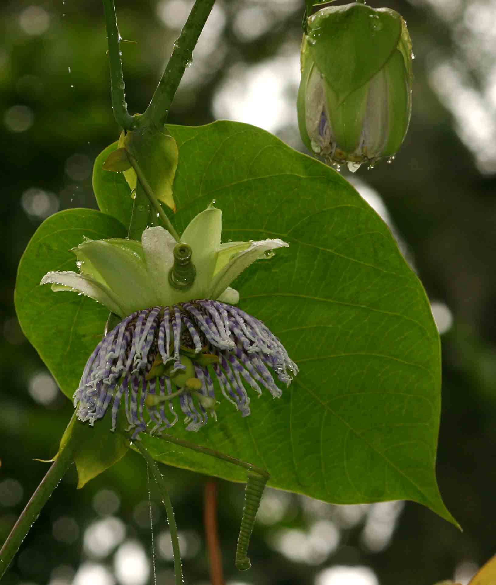 Passiflora ligularis