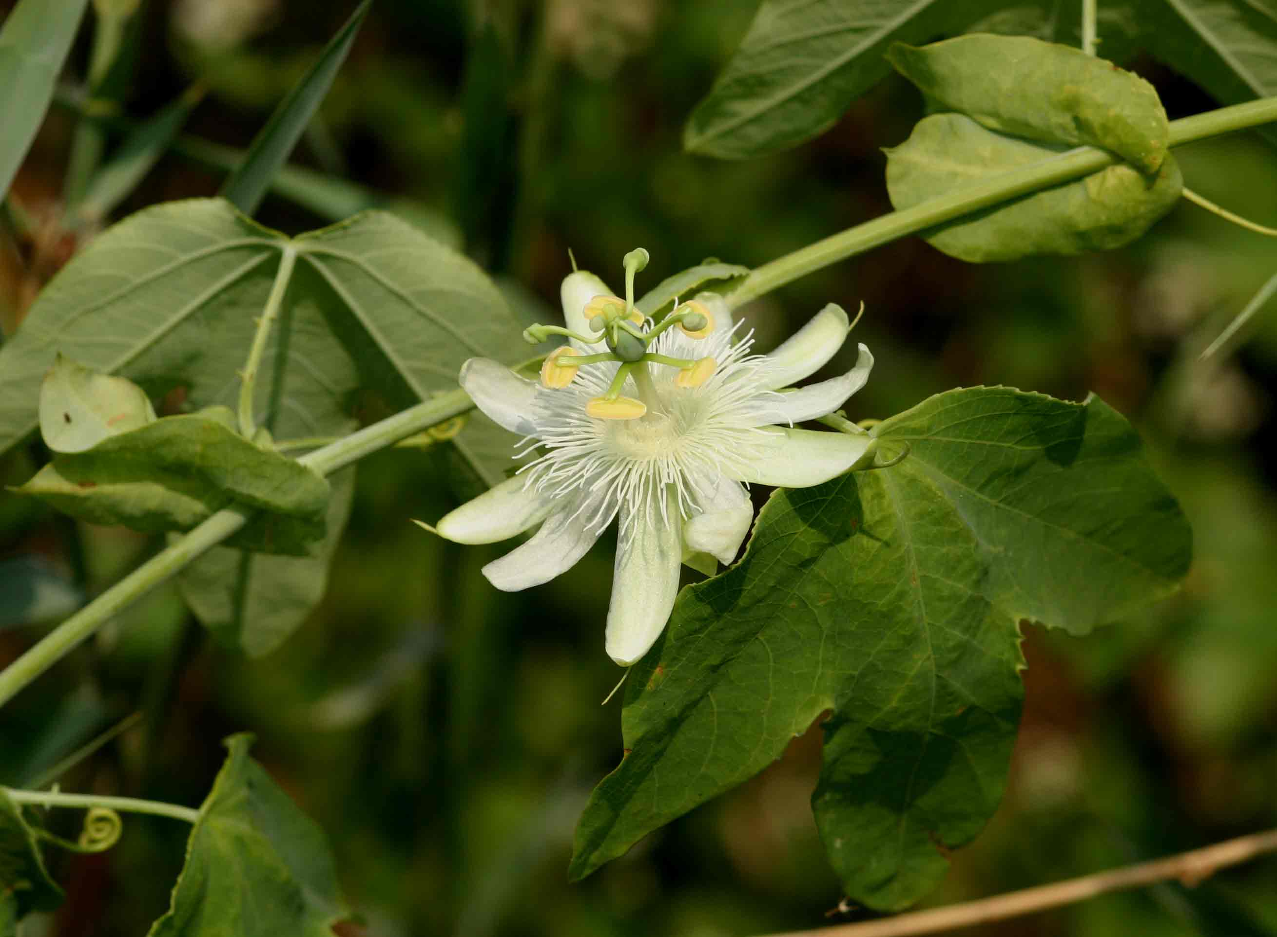 Passiflora subpeltata