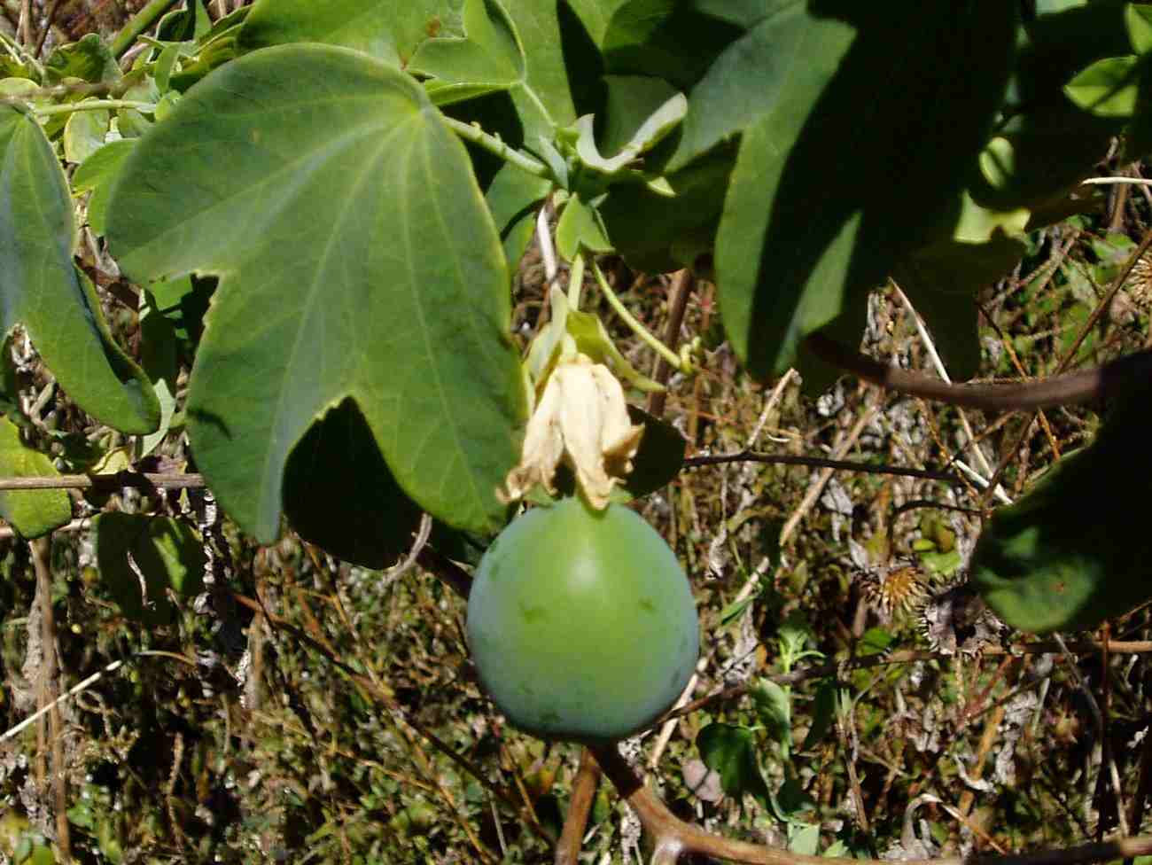 Passiflora subpeltata