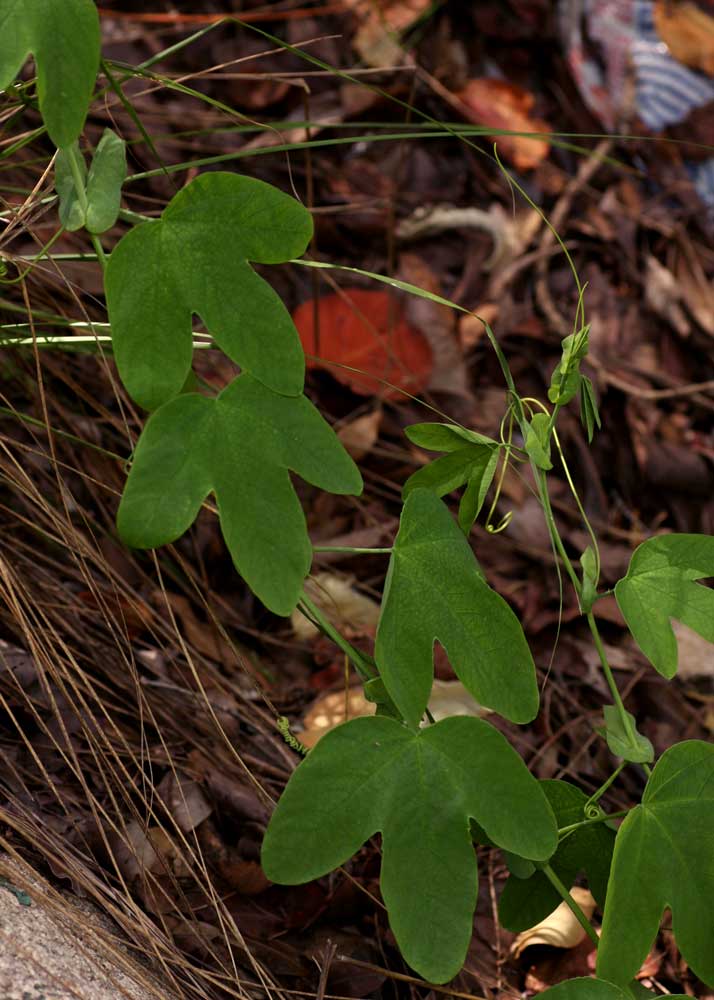 Passiflora subpeltata