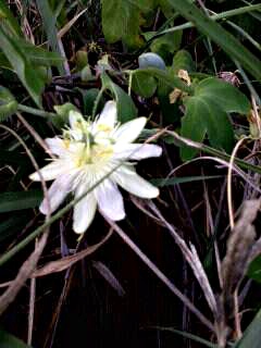 Passiflora subpeltata