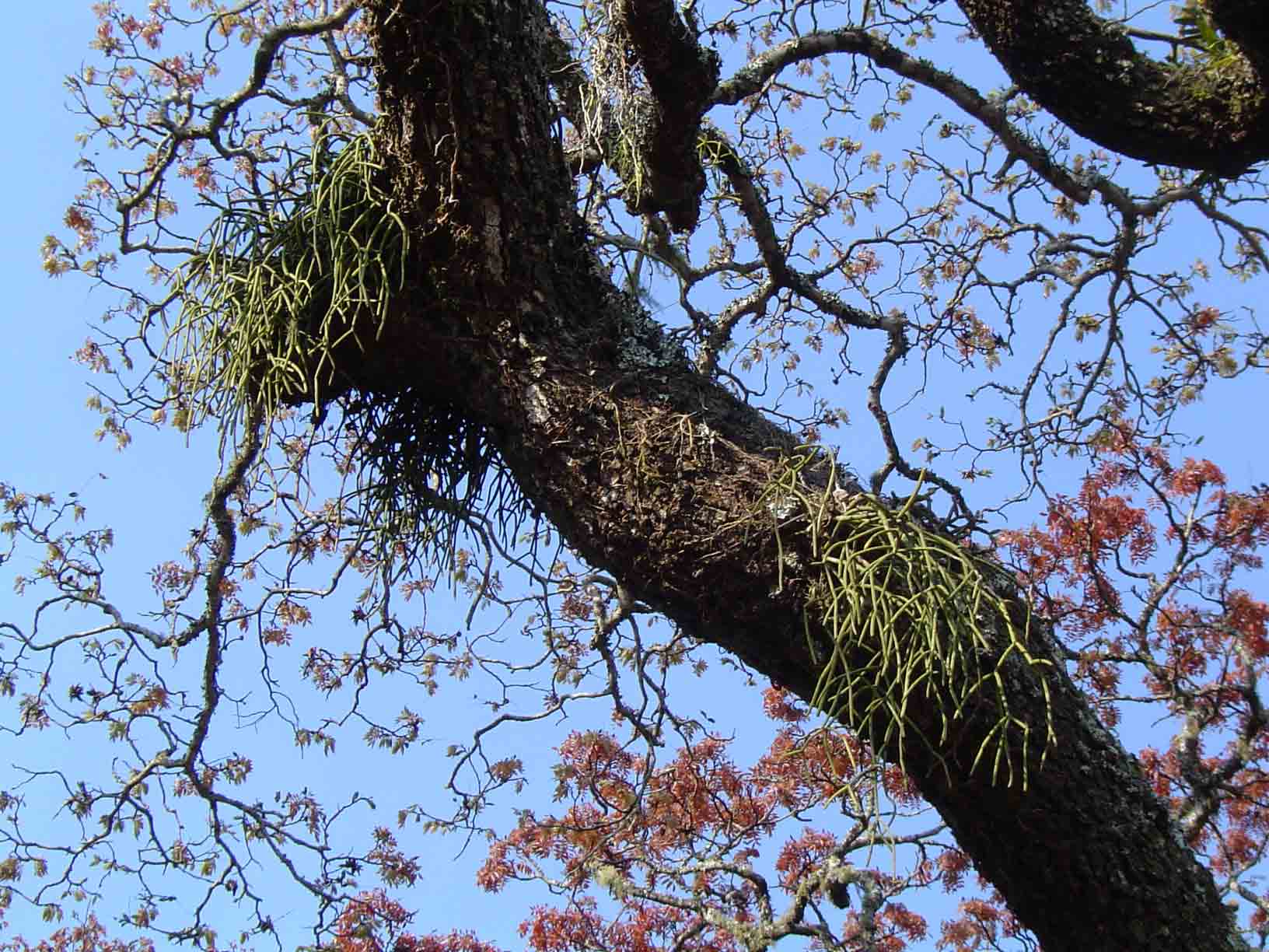 Rhipsalis baccifera Rhipsalis baccifera
