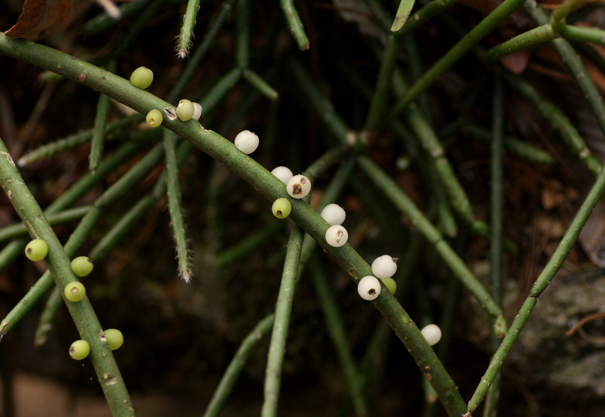 Rhipsalis baccifera