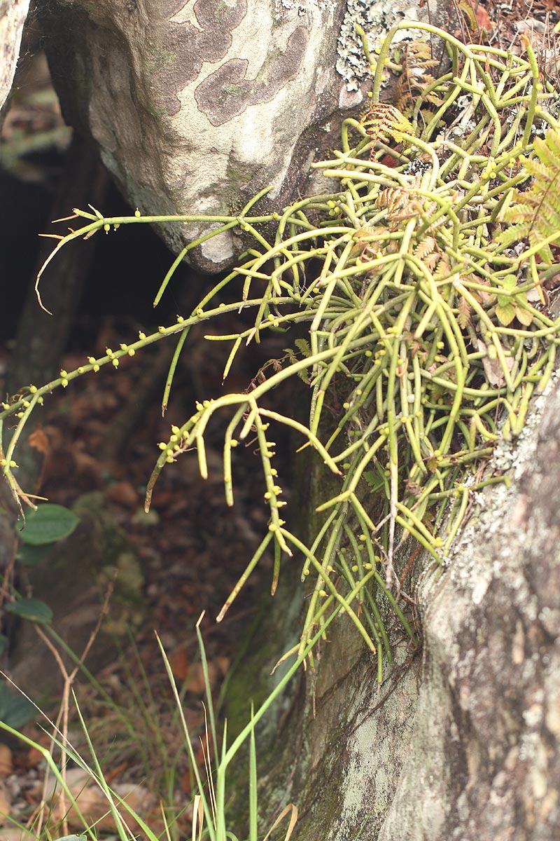Rhipsalis baccifera Rhipsalis baccifera