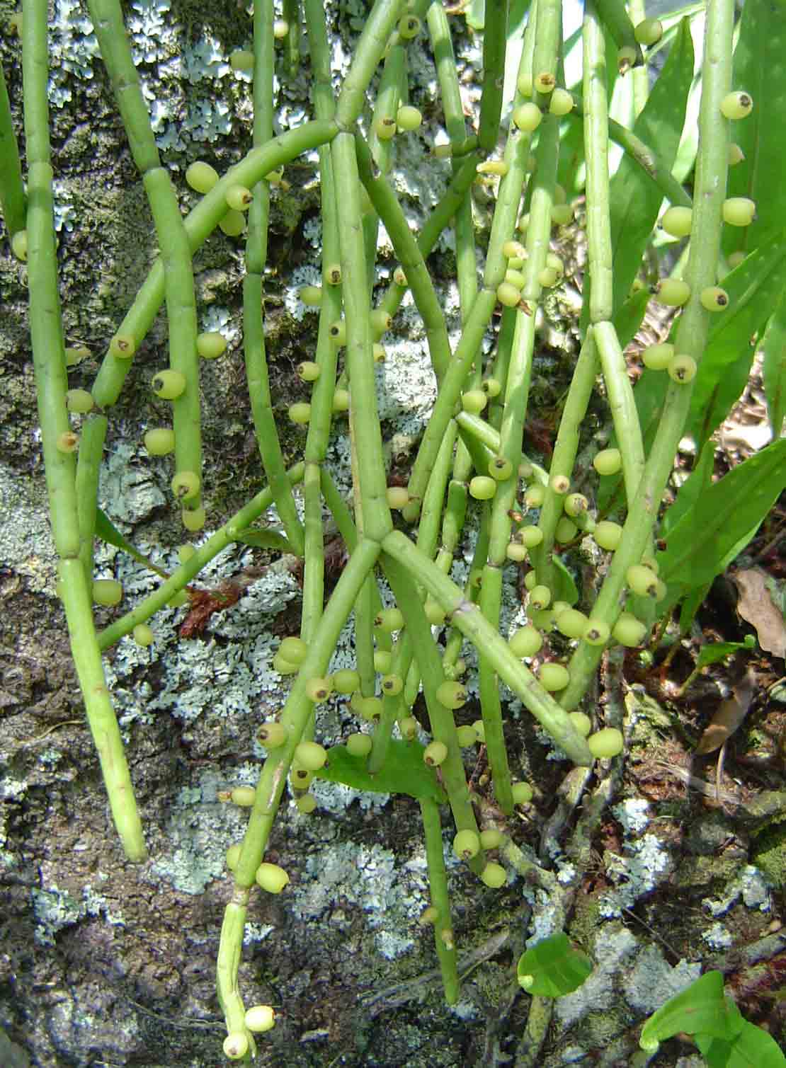 Rhipsalis baccifera Rhipsalis baccifera