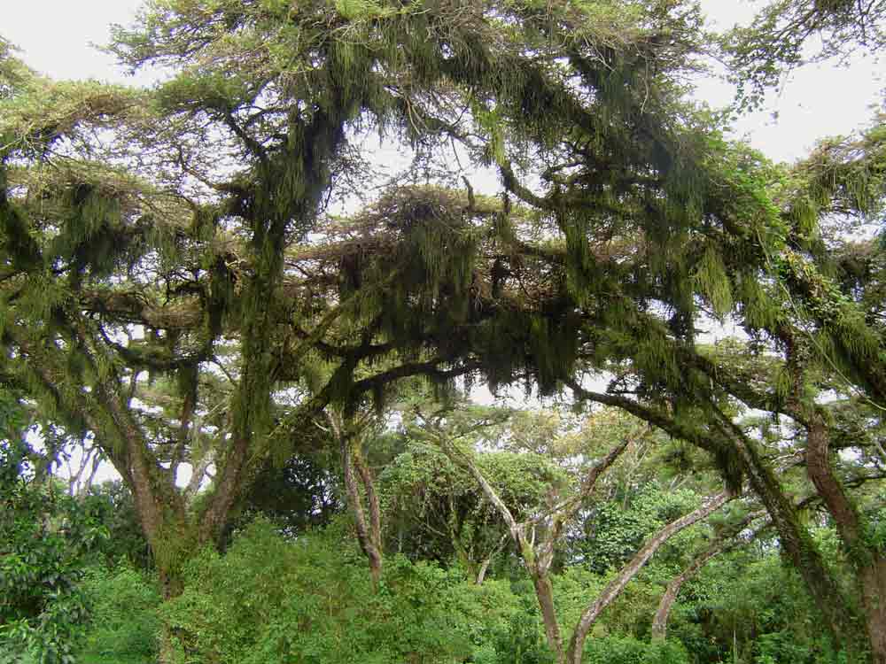 Rhipsalis baccifera Rhipsalis baccifera
