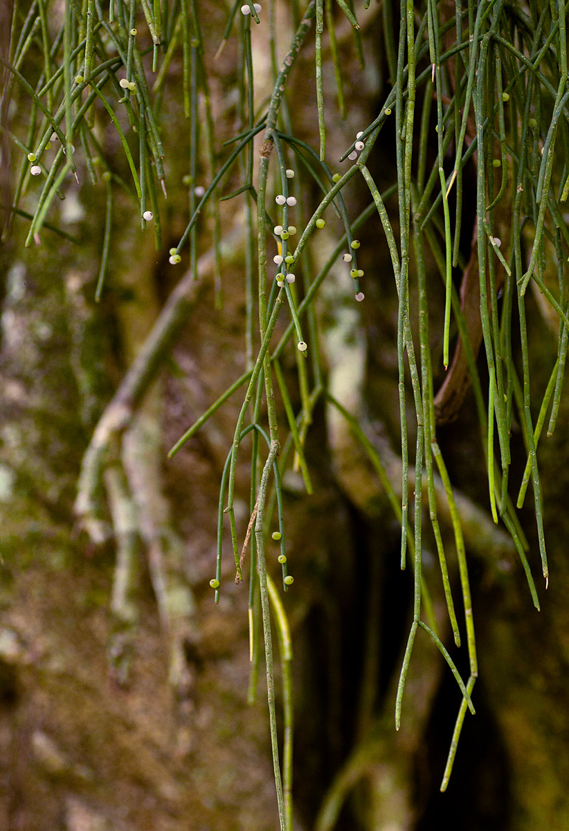 Rhipsalis baccifera Rhipsalis baccifera