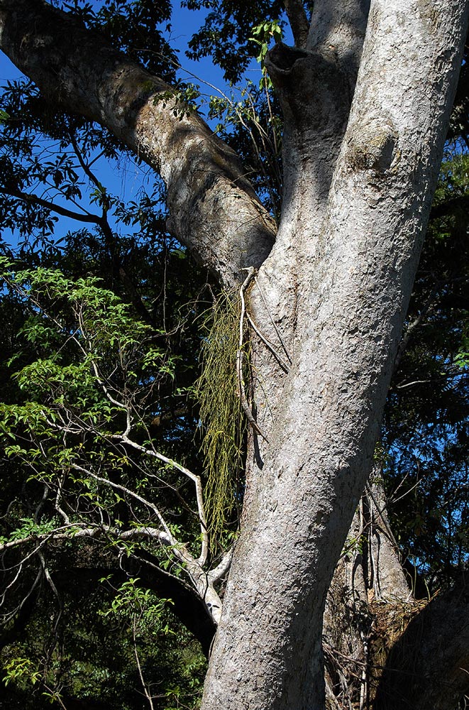 Rhipsalis baccifera Rhipsalis baccifera