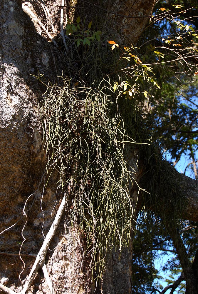 Rhipsalis baccifera Rhipsalis baccifera